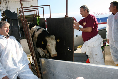 70 de vacute Holstein Friza vor ateriza la Timisoara